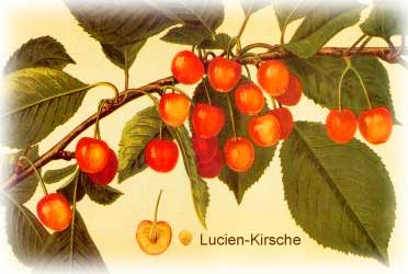 Lucien-Kirsche