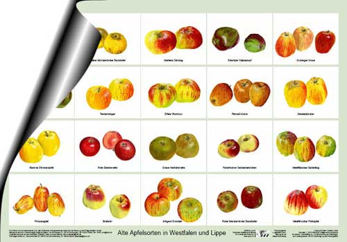 Poster-Apfelsorten