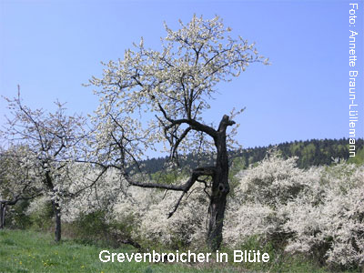 Grevenbroicher-in-Blte