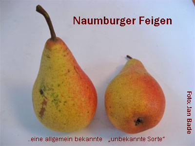 Naumburger-Feigen